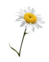 Կպչուն պիտակ