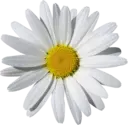 Կպչուն պիտակ
