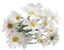 Կպչուն պիտակ