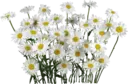 Կպչուն պիտակ