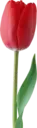 Կպչուն պիտակ