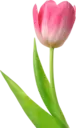 Կպչուն պիտակ