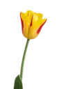 Կպչուն պիտակ