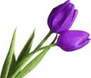 Կպչուն պիտակ