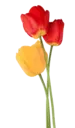 Կպչուն պիտակ