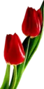 Կպչուն պիտակ