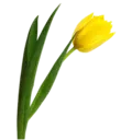Կպչուն պիտակ