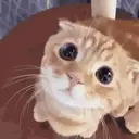 Pelekat