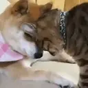 స్టికర్
