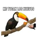 Կպչուն պիտակ