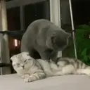 স্টিকার