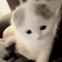 স্টিকার