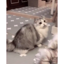 স্টিকার