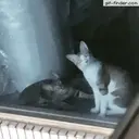 স্টিকার