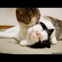 স্টিকার