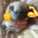 Nhãn dán