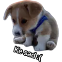 Nhãn dán