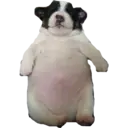 Nhãn dán