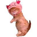 Nhãn dán