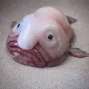 استیکر