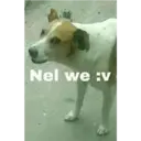 Ngjitës