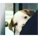 స్టికర్