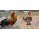 اسٹیکر