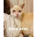 Figurinha