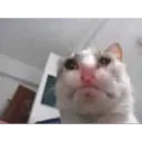 ملصق