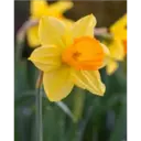 Կպչուն պիտակ