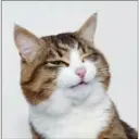 สติกเกอร์