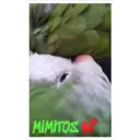 Կպչուն պիտակ