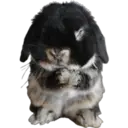 Figurinha