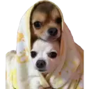 Figurinha