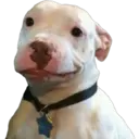 สติกเกอร์