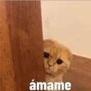 Nhãn dán
