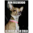 Autocolant