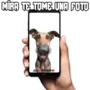 Samolepka