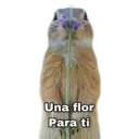 Figurinha