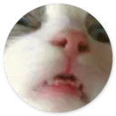Samolepka