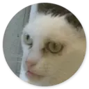 Samolepka