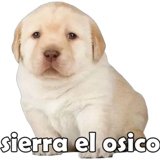 Perritos Stickers para WhatsApp