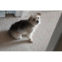 ස්ටිකර්