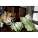 ස්ටිකර්