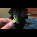 ස්ටිකර්