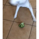 ස්ටිකර්