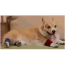 ස්ටිකර්