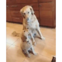 ස්ටිකර්