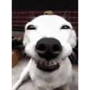 ස්ටිකර්