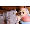 ස්ටිකර්